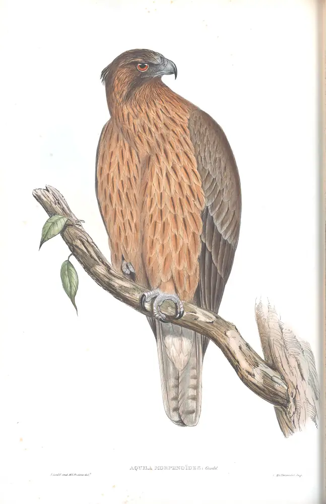 The whole sheet of volume I, plate 2, with its engraved caption