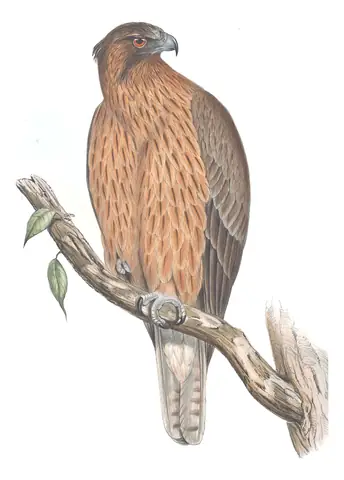 Volume I, plate 2 of Gould's The Birds of Australia: Little Eagle (Hieraaetus morphnoides)