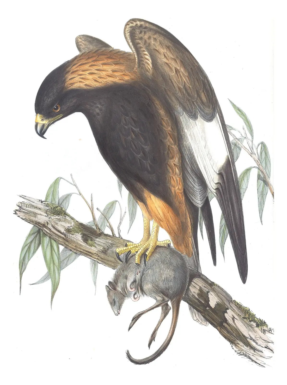 Volume I, plate 20 of Gould's The Birds of Australia: Black-breasted Kite (Hamirostra melanosternon)