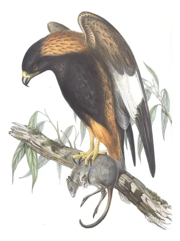 Volume I, plate 20 of Gould's The Birds of Australia: Black-breasted Kite (Hamirostra melanosternon)
