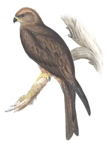 Volume I, plate 21 of Gould's The Birds of Australia: Black Kite (Milvus migrans)