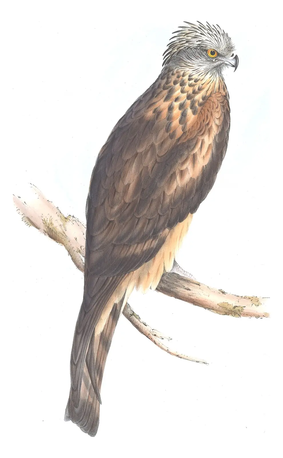 Volume I, plate 22 of Gould's The Birds of Australia: Square-tailed Kite (Lophoictinia isura)