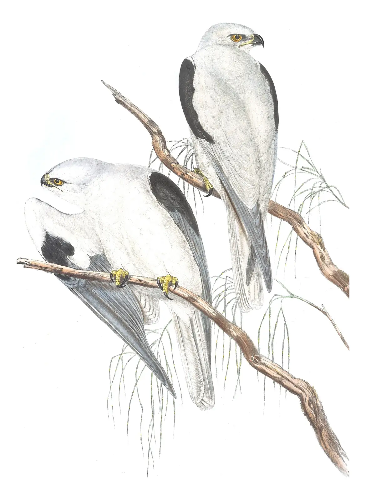 Volume I, plate 23 of Gould's The Birds of Australia: Black-shouldered Kite (Elanus axillaris)