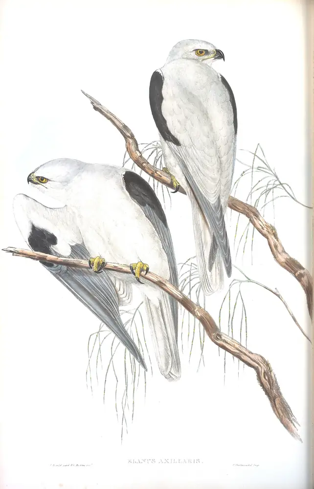 The whole sheet of volume I, plate 23, with its engraved caption
