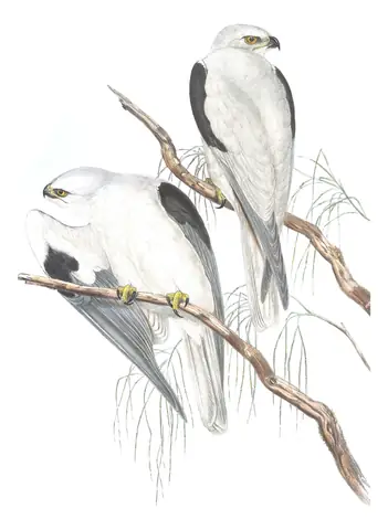 Volume I, plate 23 of Gould's The Birds of Australia: Black-shouldered Kite (Elanus axillaris)