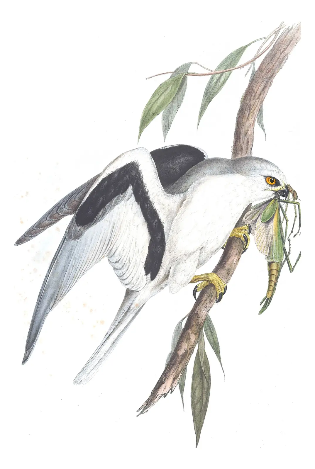 Volume I, plate 24 of Gould's The Birds of Australia: Letter-winged Kite (Elanus scriptus)