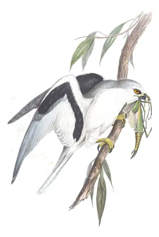 Volume I, plate 24 of Gould's The Birds of Australia: Letter-winged Kite (Elanus scriptus)