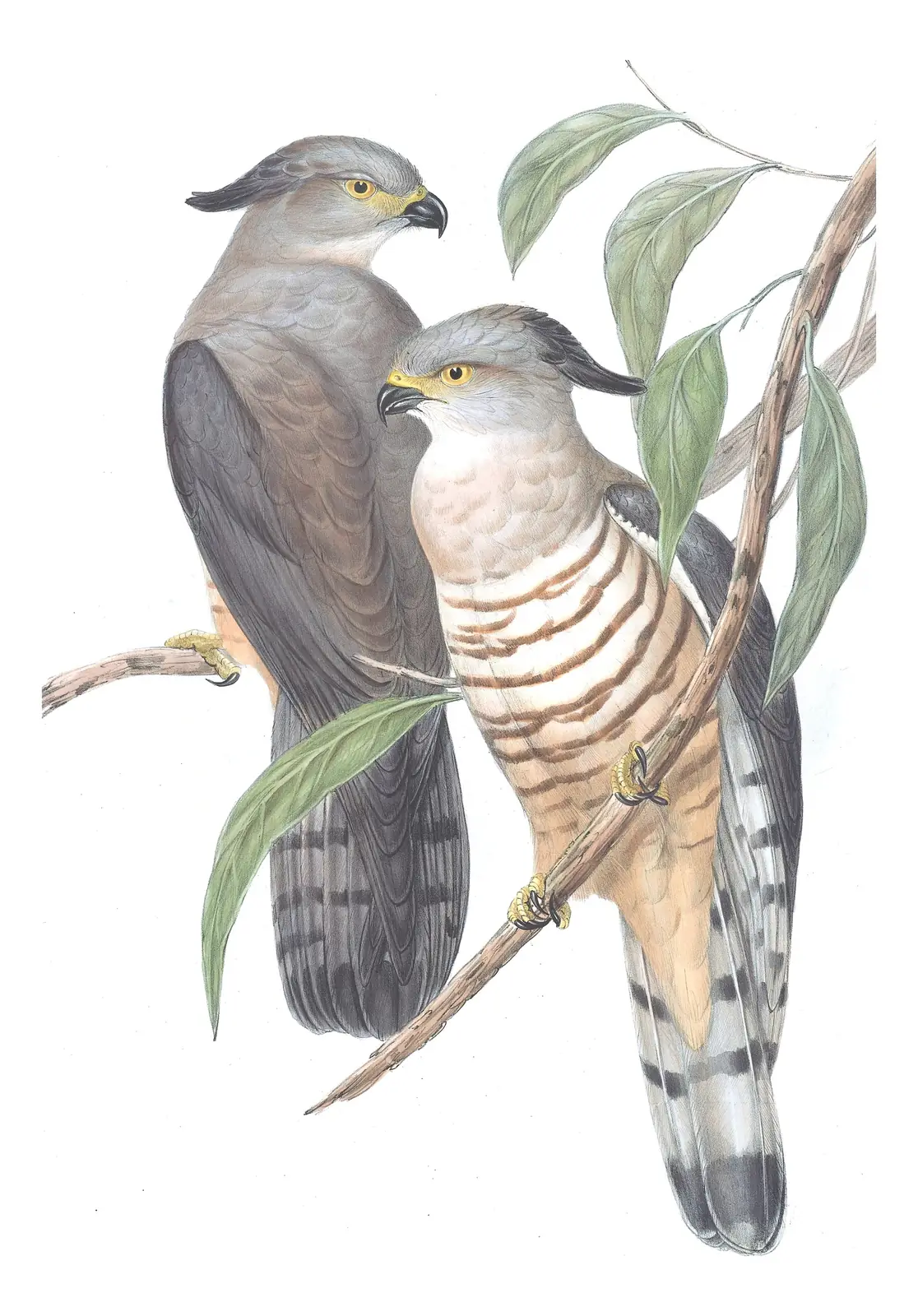 Volume I, plate 25 of Gould's The Birds of Australia: Pacific Baza (Aviceda subcristata)