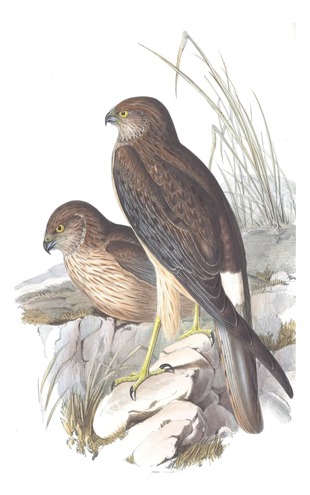 Volume I, plate 26 of Gould's The Birds of Australia: Swamp Harrier (Circus approximans)