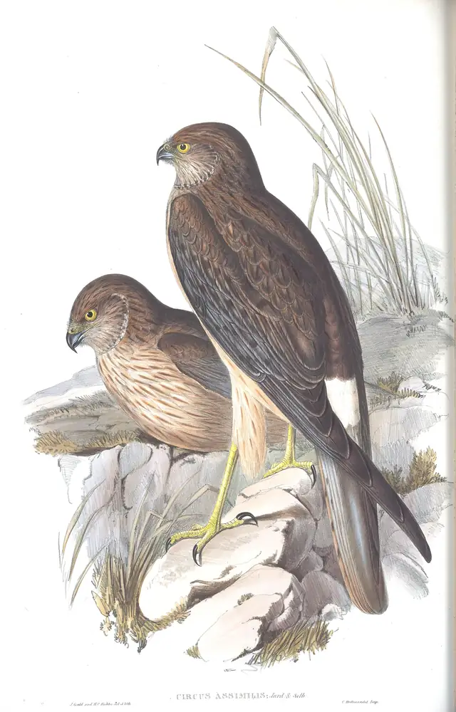 The whole sheet of volume I, plate 26, with its engraved caption