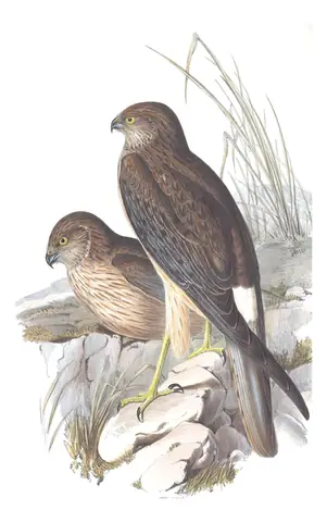 Volume I, plate 26 of Gould's The Birds of Australia: Swamp Harrier (Circus approximans)