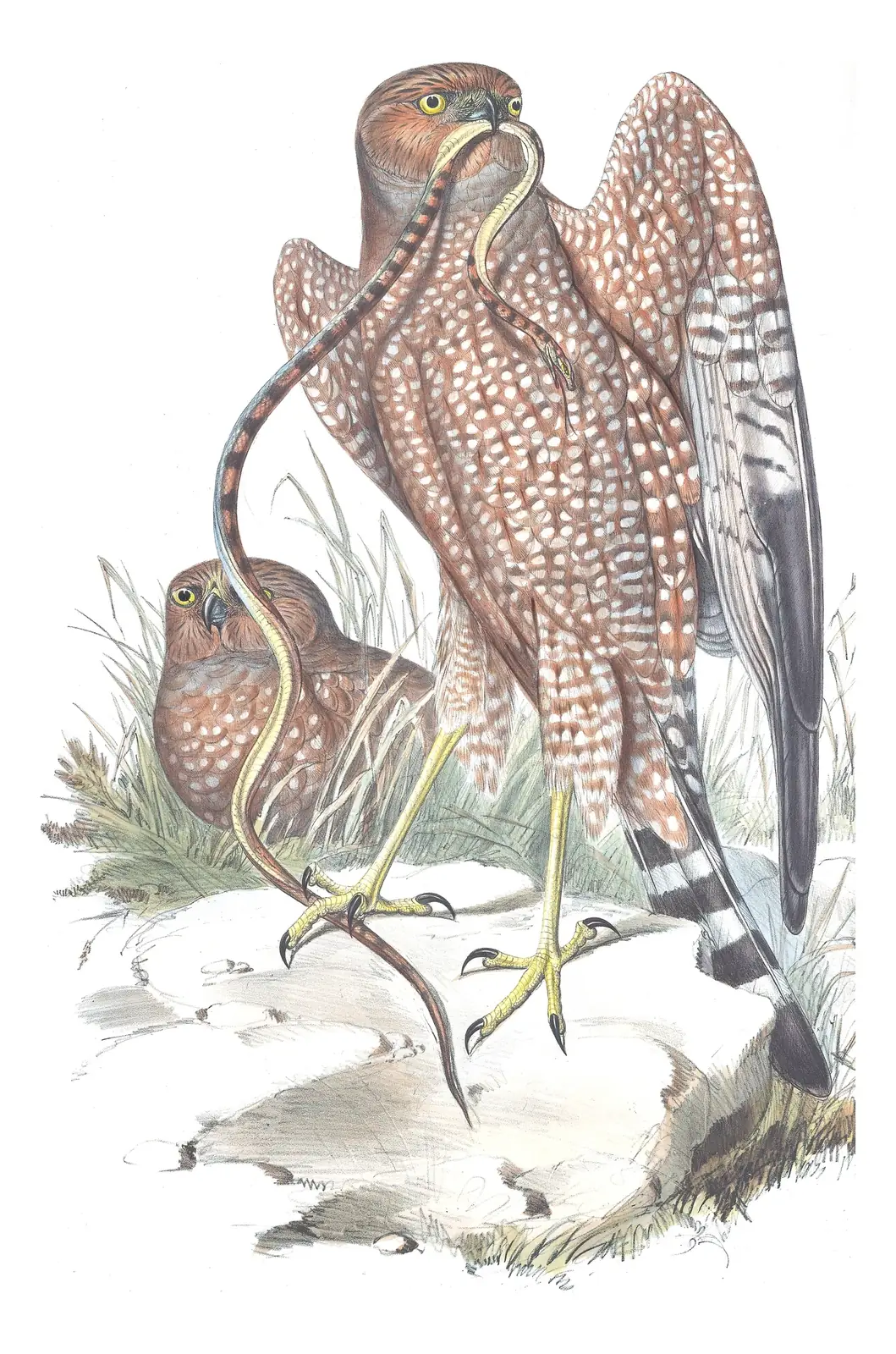 Volume I, plate 27 of Gould's The Birds of Australia: Spotted Harrier (Circus assimilis)