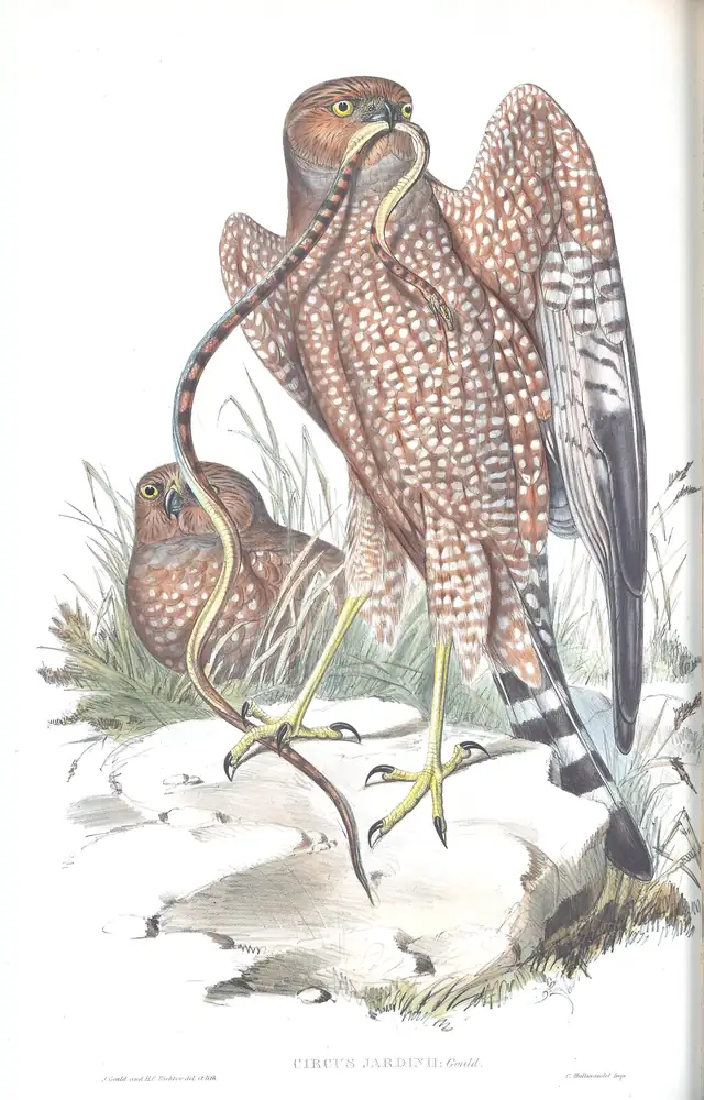 The whole sheet of volume I, plate 27, with its engraved caption