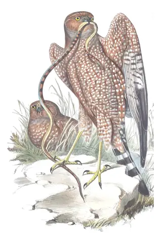 Volume I, plate 27 of Gould's The Birds of Australia: Spotted Harrier (Circus assimilis)