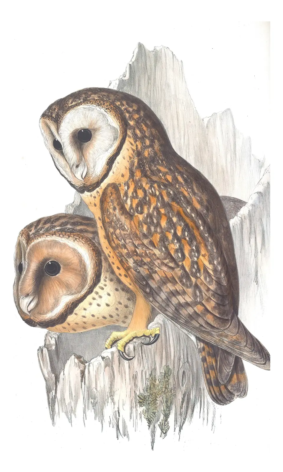 Volume I, plate 28 of Gould's The Birds of Australia: Australian Masked-Owl (Tyto novaehollandiae)