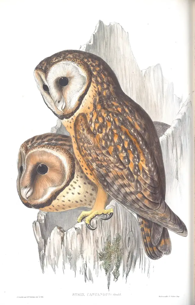 The whole sheet of volume I, plate 28, with its engraved caption