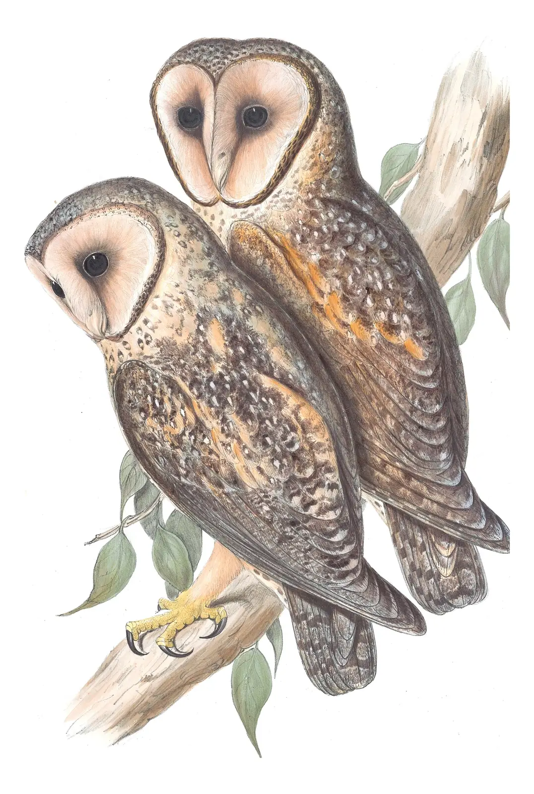 Volume I, plate 29 of Gould's The Birds of Australia: Australian Masked-Owl (Tyto novaehollandiae)