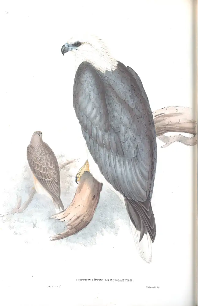 The whole sheet of volume I, plate 3, with its engraved caption