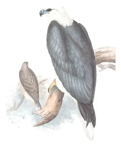Volume I, plate 3 of Gould's The Birds of Australia: White-bellied Sea-Eagle (Icthyophaga leucogaster)