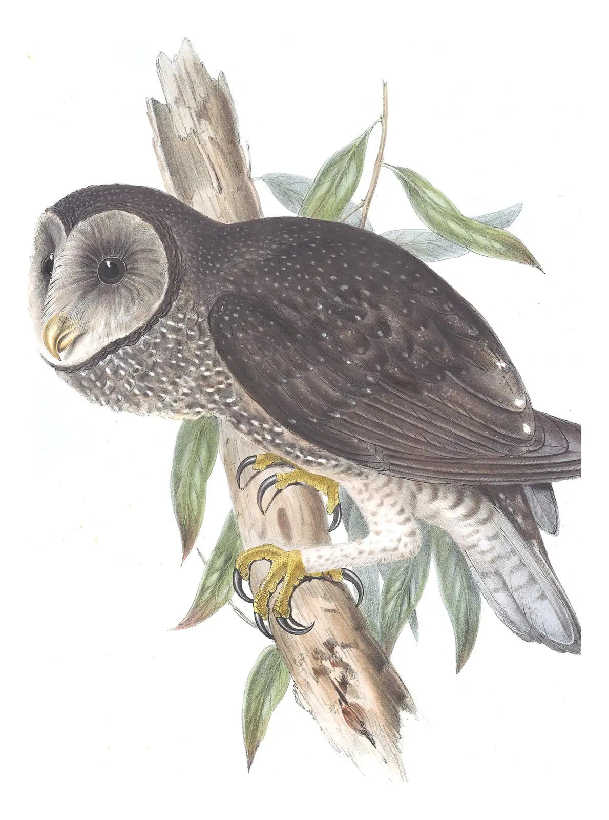 Volume I, plate 30 of Gould's The Birds of Australia: Sooty Owl (Tyto tenebricosa)