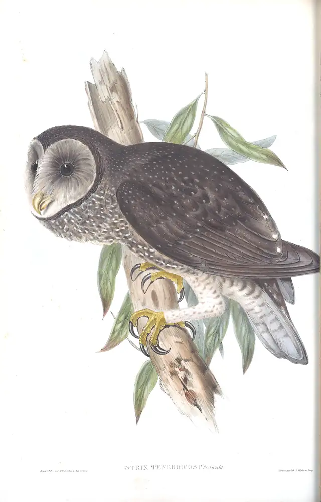 The whole sheet of volume I, plate 30, with its engraved caption