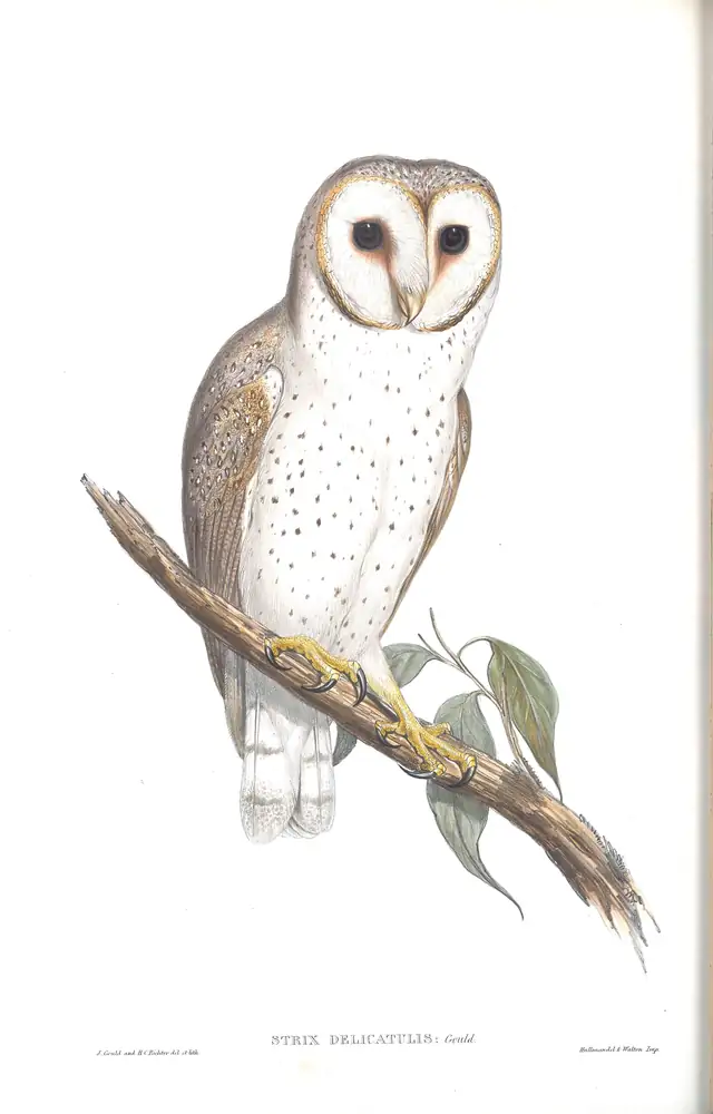 The whole sheet of volume I, plate 31, with its engraved caption