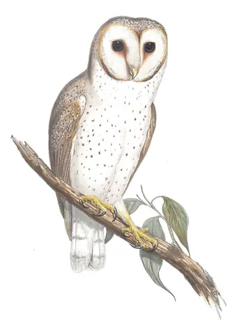 Volume I, plate 31 of Gould's The Birds of Australia: Eastern Barn Owl (Tyto javanica)