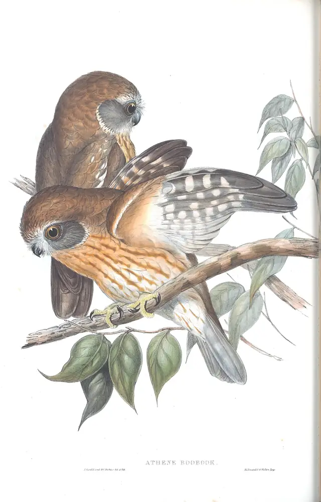 The whole sheet of volume I, plate 32, with its engraved caption