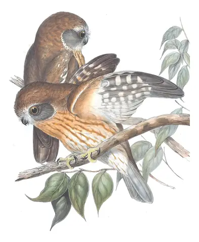 Volume I, plate 32 of Gould's The Birds of Australia: Australian Boobook (Ninox boobook)