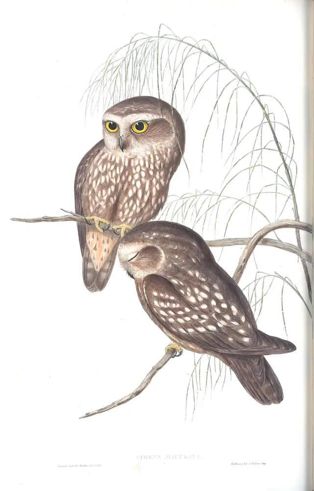 The whole sheet of volume I, plate 33, with its engraved caption