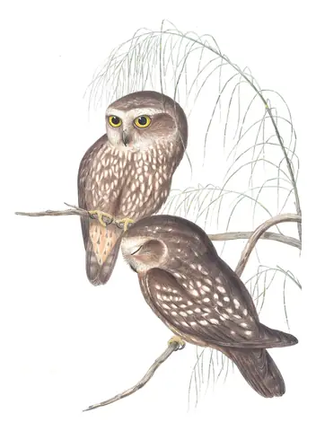 Volume I, plate 33 of Gould's The Birds of Australia: Tasmanian Boobook (Ninox leucopsis)
