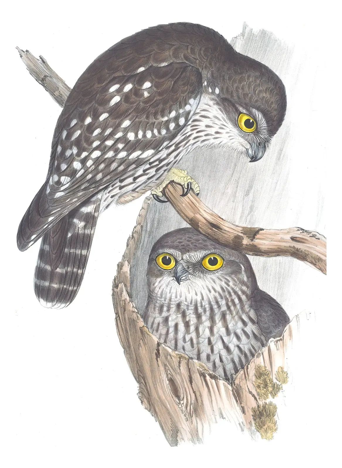 Volume I, plate 34 of Gould's The Birds of Australia: Barking Owl (Ninox connivens)