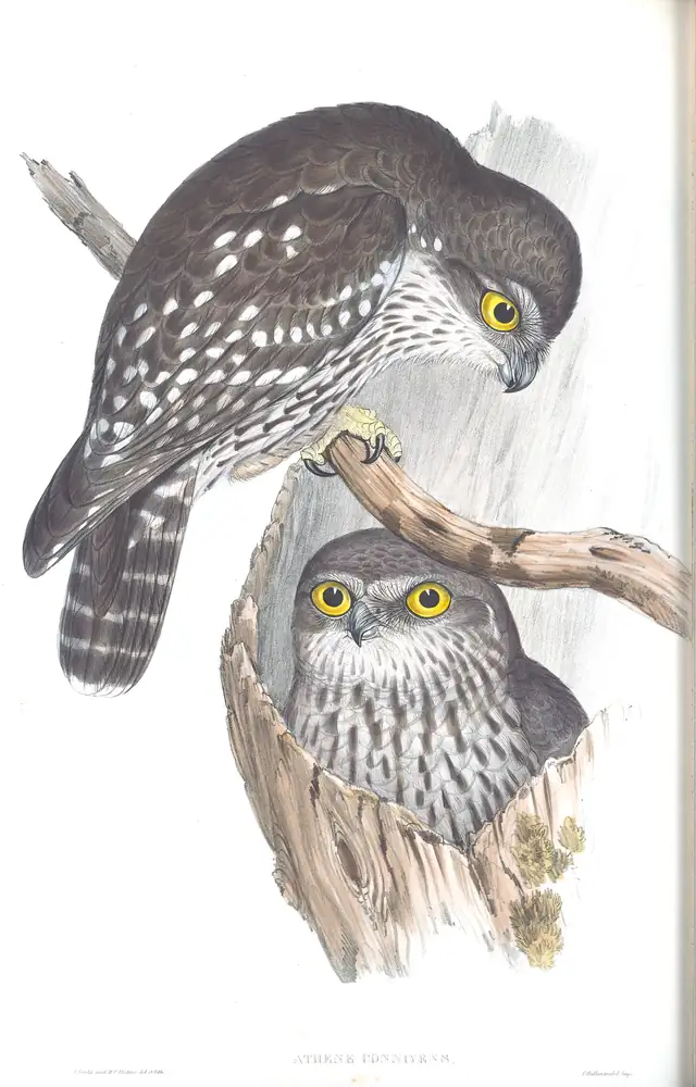 The whole sheet of volume I, plate 34, with its engraved caption