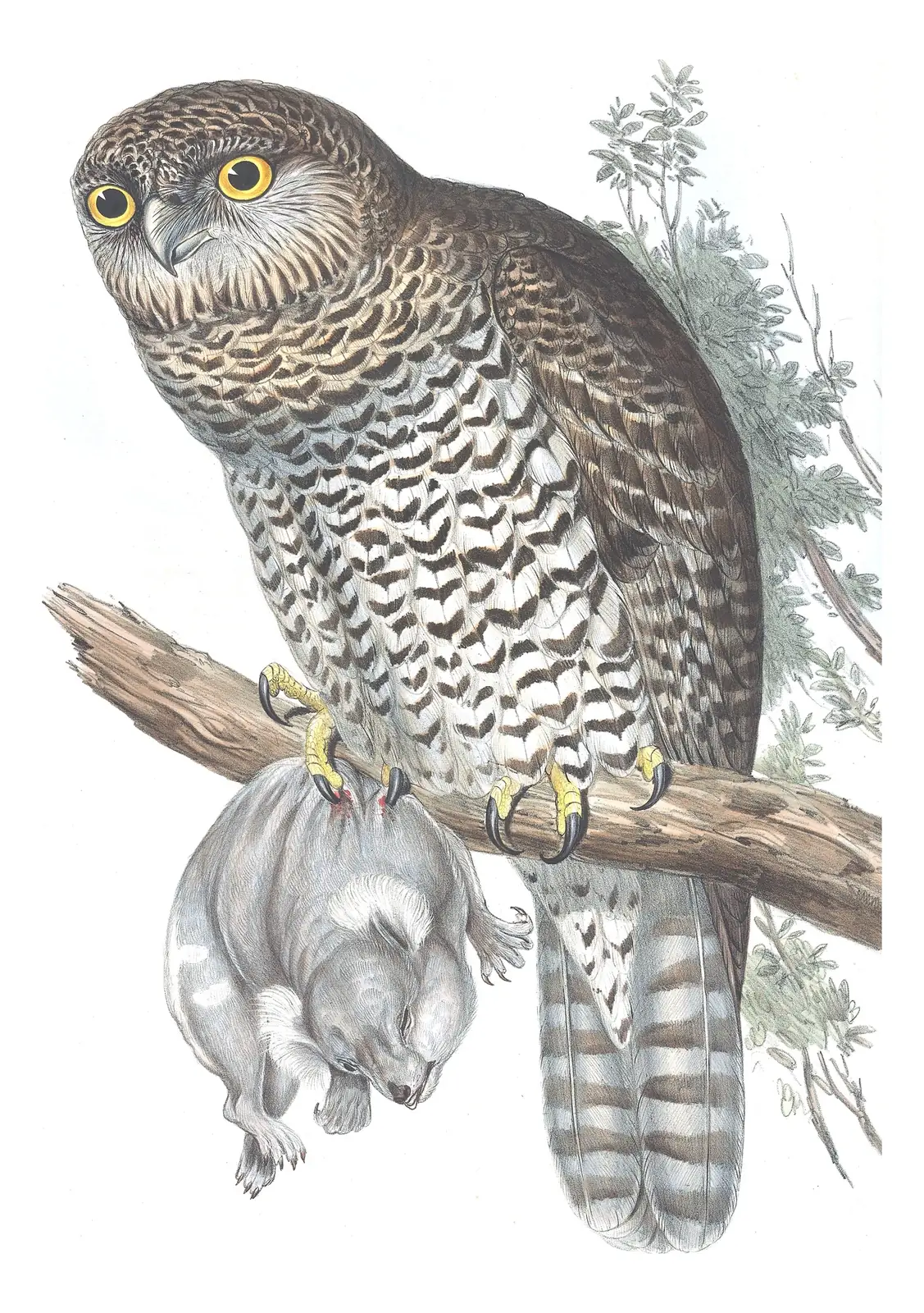 Volume I, plate 35 of Gould's The Birds of Australia: Powerful Owl (Ninox strenua)