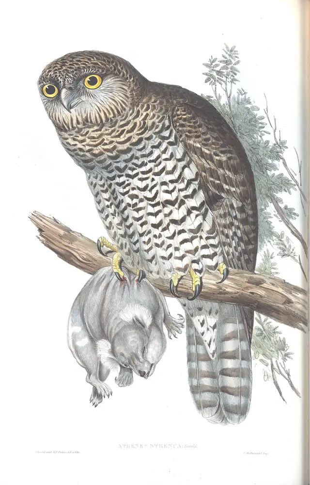 The whole sheet of volume I, plate 35, with its engraved caption