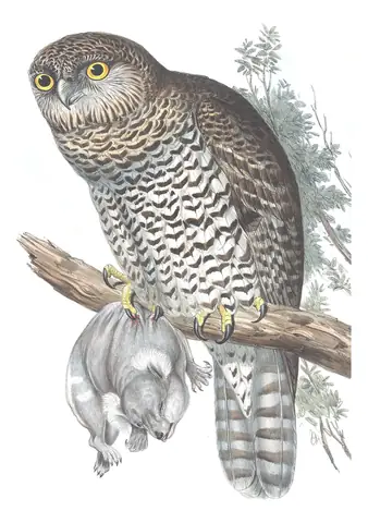 Volume I, plate 35 of Gould's The Birds of Australia: Powerful Owl (Ninox strenua)