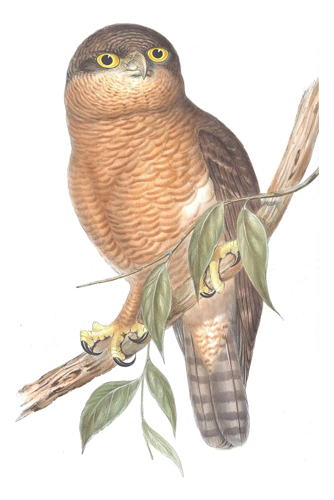 Volume I, plate 36 of Gould's The Birds of Australia: Rufous Owl (Ninox rufa)