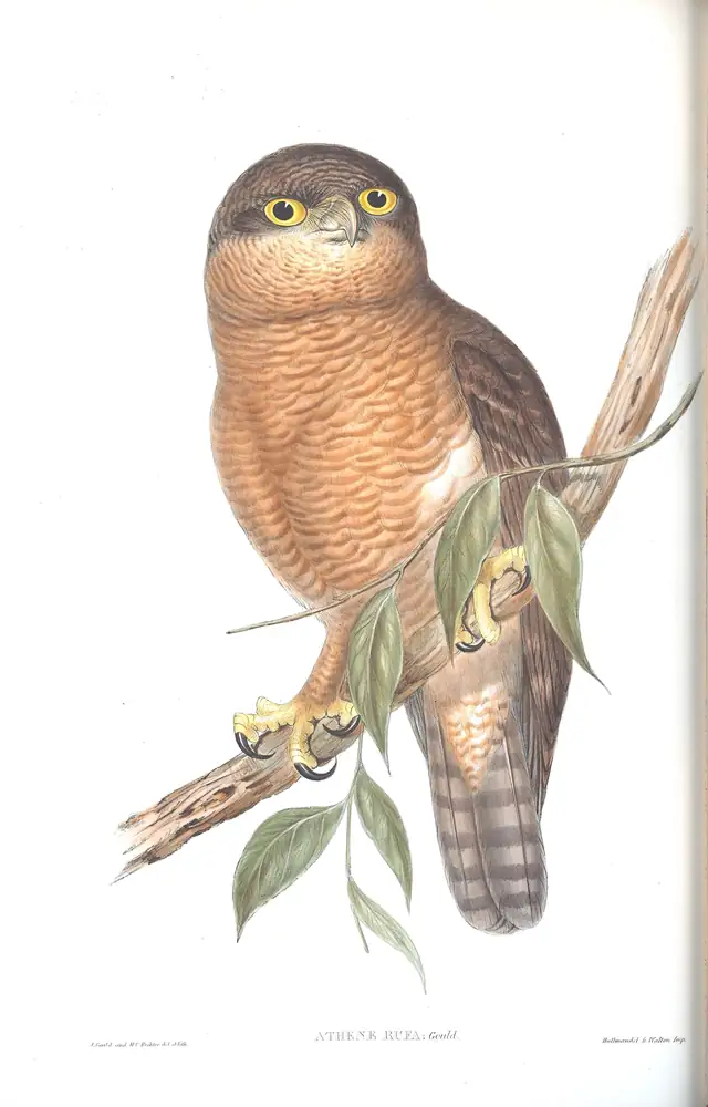 The whole sheet of volume I, plate 36, with its engraved caption