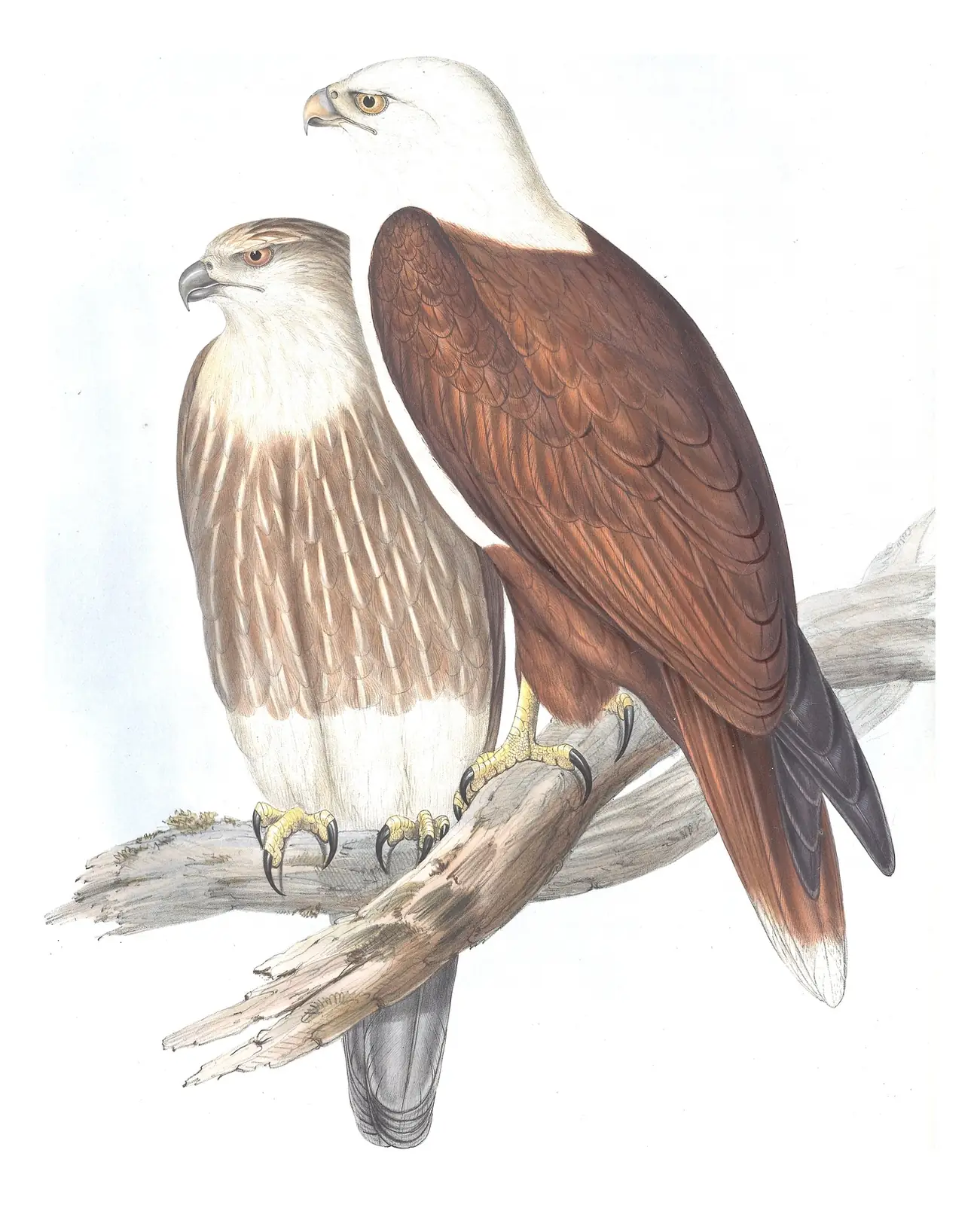 Volume I, plate 4 of Gould's The Birds of Australia: Brahminy Kite (Haliastur indus)