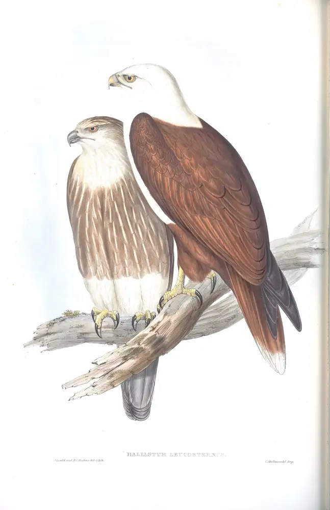 The whole sheet of volume I, plate 4, with its engraved caption