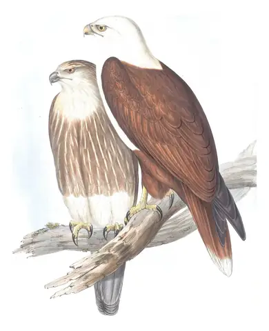 Volume I, plate 4 of Gould's The Birds of Australia: Brahminy Kite (Haliastur indus)