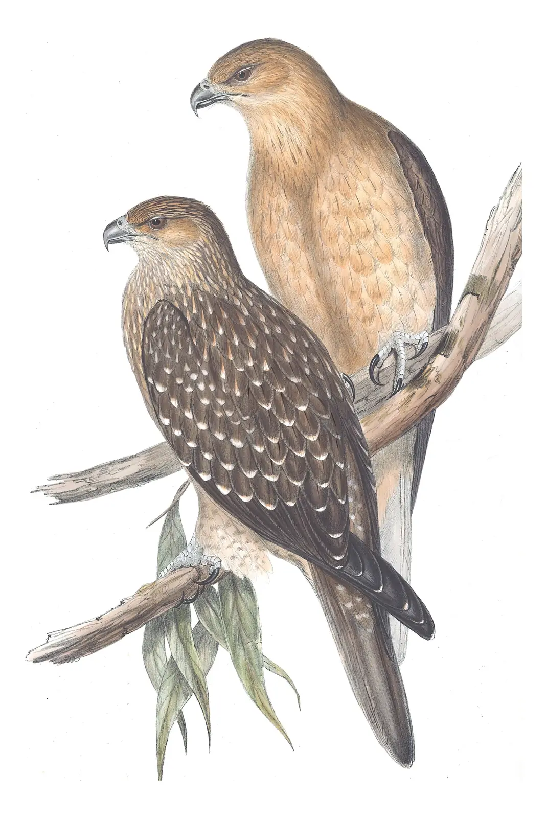 Volume I, plate 5 of Gould's The Birds of Australia: Whistling Kite (Haliastur sphenurus)
