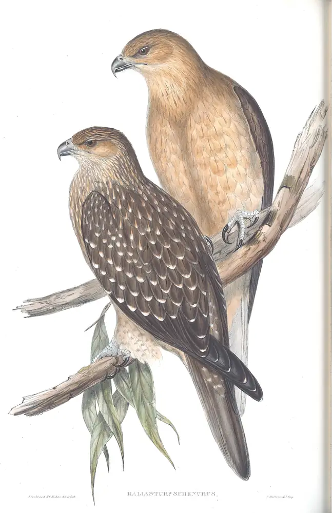 The whole sheet of volume I, plate 5, with its engraved caption