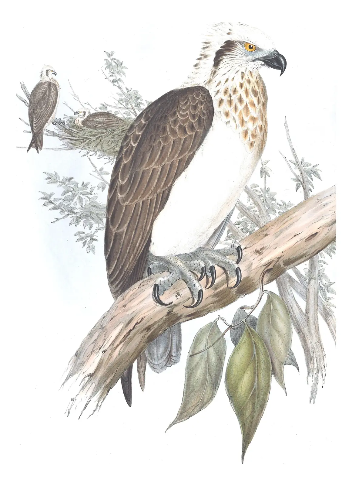 Volume I, plate 6 of Gould's The Birds of Australia: Osprey (Pandion haliaetus)