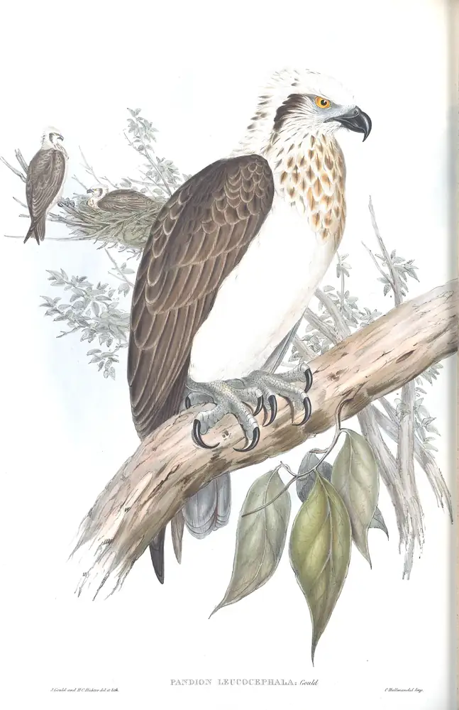 The whole sheet of volume I, plate 6, with its engraved caption