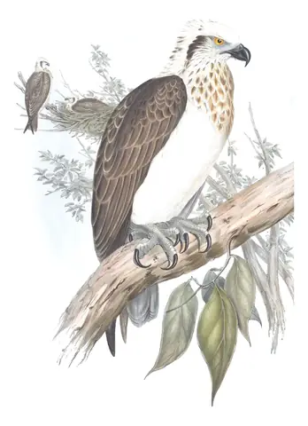 Volume I, plate 6 of Gould's The Birds of Australia: Osprey (Pandion haliaetus)