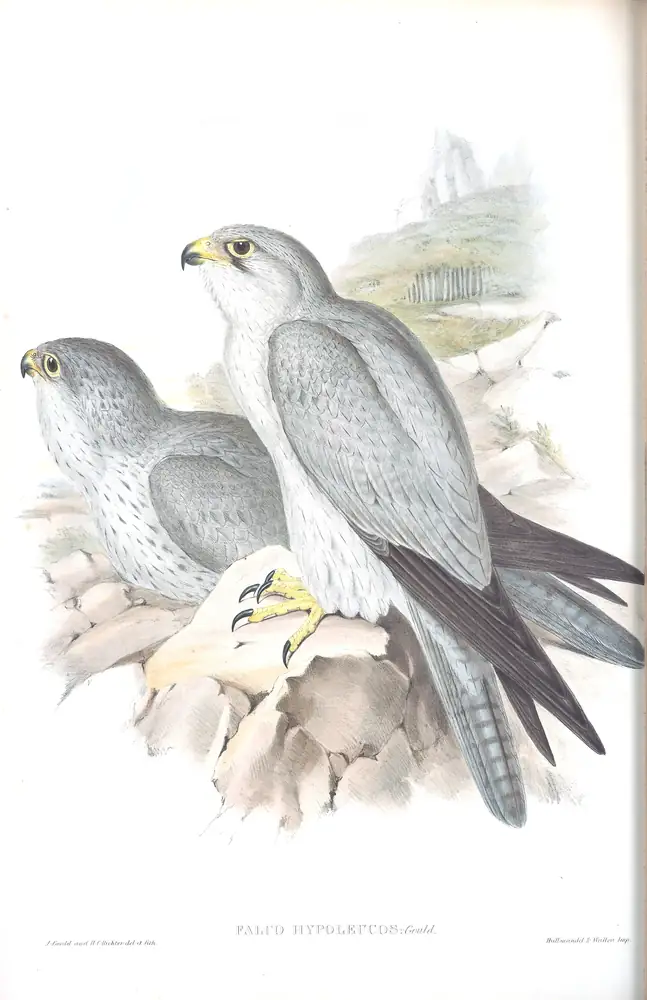 The whole sheet of volume I, plate 7, with its engraved caption