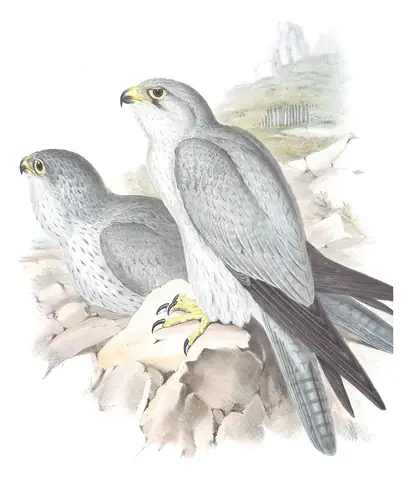 Volume I, plate 7 of Gould's The Birds of Australia: Gray Falcon (Falco hypoleucos)