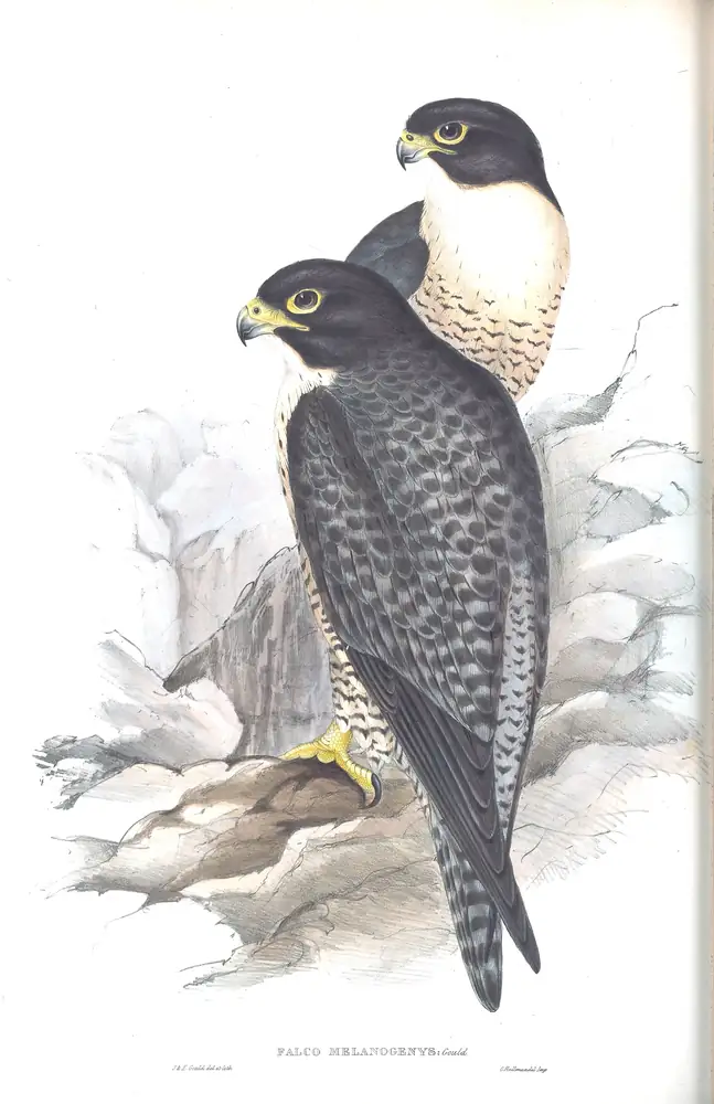 The whole sheet of volume I, plate 8, with its engraved caption