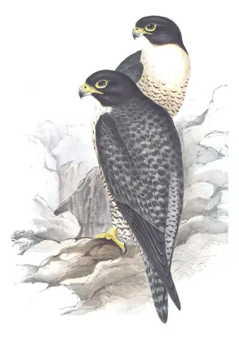 Volume I, plate 8 of Gould's The Birds of Australia: Peregrine Falcon (Falco peregrinus)